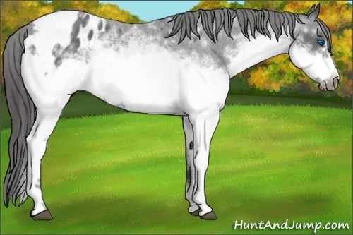Horse Color:White Spotted Blue Roan Frame Appaloosa 