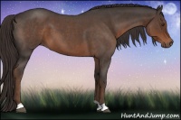 Horse Color:Liver Red Roan 