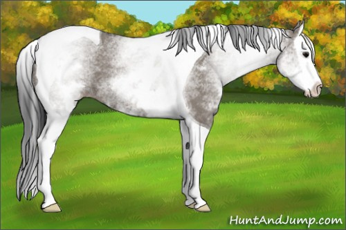Horse Color: White Spotted Grullo Splash Tobiano 