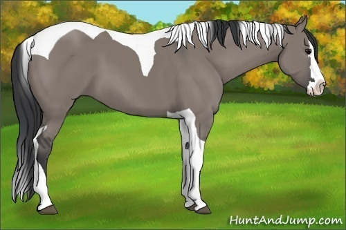 Horse Color: Grullo Splash Tobiano 