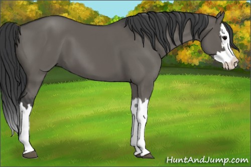 Horse Color: Grullo Splash 