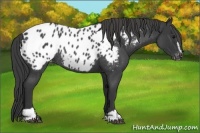 Horse Color:Blue Roan Sabino Appaloosa Rabicano