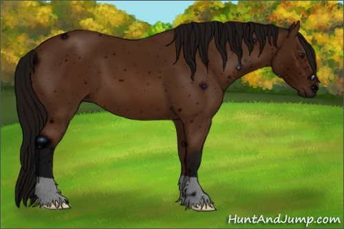 Horse Color: ERROR: UNKNOWN ANOMALY