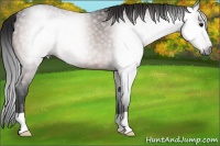 Horse Color:Gray Bay 