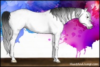 Horse Color:Gray White Spotted Black 
