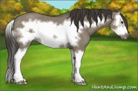 Horse Color:Smoky Grullo Sabino Splash Frame Rabicano 