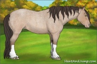 Horse Color:Sable Champagne Roan 