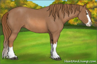 Horse Color:Red Roan Splash Rabicano 