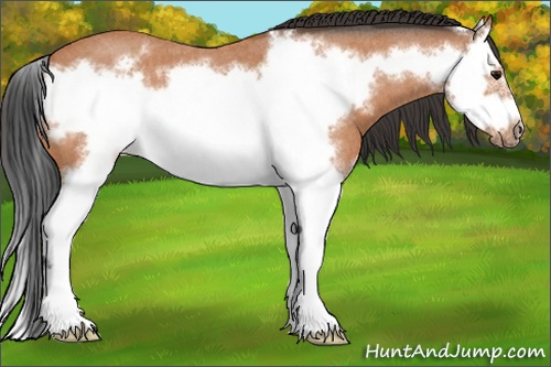 Horse Color: Bay Roan Splash Frame 