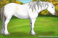 Horse Color:White Spotted Buckskin Roan Dun Splash Rabicano 