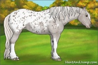 Horse Color:Silver Black Appaloosa 