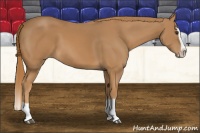 Horse Color:Chestnut Splash 