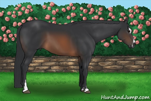 Horse Color: Unknown 