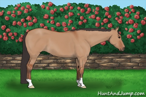 Horse Color: Unknown 