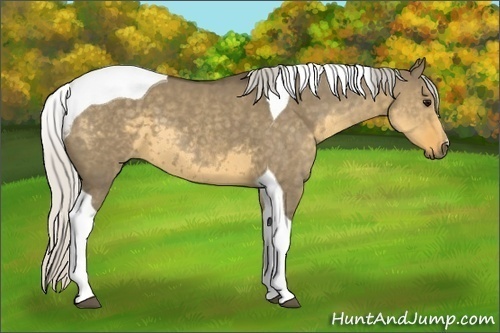 Horse Color: Silver Smoky Grullo Tobiano 