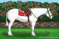 Horse Color:Palomino Sabino