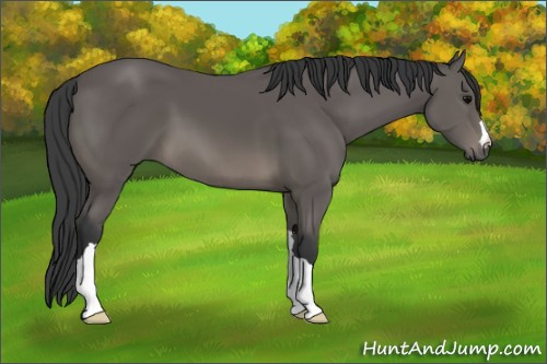 Horse Color: Black 