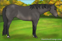 Horse Color:Black Sabino 