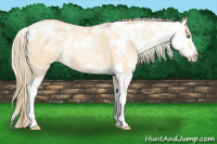 Horse Color:Smoky Black Pearl Sabino 