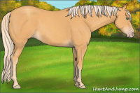 Horse Color:Gold Cream Champagne