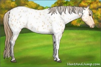 Horse Color:White Spotted Buckskin Appaloosa 