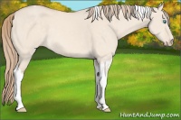 Horse Color:Perlino Dun Sabino Tobiano 