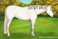 Horse Color:Perlino Roan Dun Sabino 