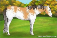 Horse Color:White Spotted Buckskin