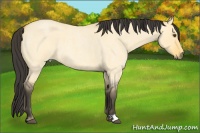 Horse Color:Buckskin Roan Dun 