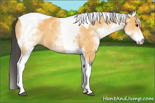 Horse Color:White Spotted Buckskin Tobiano Rabicano