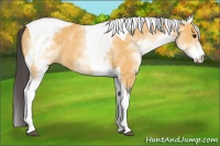Horse Color:White Spotted Buckskin Tobiano Rabicano 
