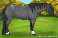 Horse Color:Blue Roan Tobiano