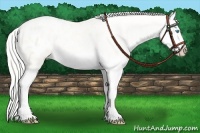 Horse Color:Gold Cream Champagne Pearl Dun Splash Appaloosa 