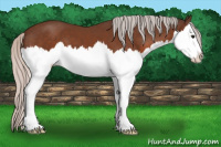 Horse Color:Silver Brown Sabino Splash