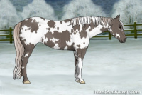 Horse Color:White Spotted Silver Black