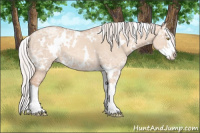 Horse Color:White Spotted Silver Classic Champagne Ice Dun Splash 