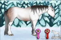 Horse Color:Gray Bay Sabino