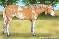Horse Color:Chocolate Palomino Sabino Splash 