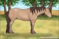 Horse Color:Amber Champagne Sabino