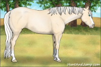 Horse Color:Silver Buckskin Roan Pearl Sabino Splash 