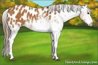 Horse Color:White Spotted Buckskin Near Leopard 