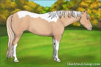 Horse Color:Gold Champagne Roan Tobiano 