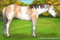 Horse Color:White Spotted Buckskin Splash 