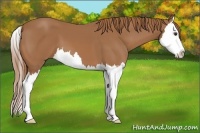 Horse Color:Chestnut Splash