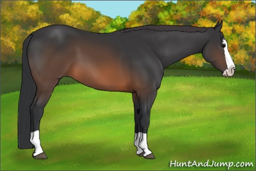 Horse Color: Brown Splash 