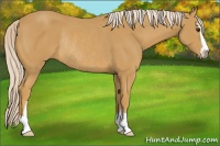 Horse Color:Palomino Sabino Rabicano
