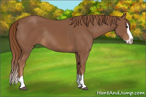 Horse Color: Chestnut Splash Rabicano 