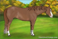 Horse Color:Chestnut Splash Rabicano 