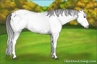 Horse Color:Gray Black Splash Blanket 