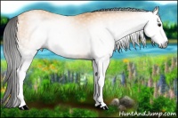 Horse Color:Gray White Spotted Buckskin Sabino 